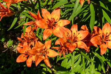 Russia. Kronstadt. June 18, 2021. Bright orange flowers of the lanceolate lily.
