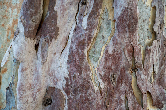 Textured Gum tree Bark euqualipt for background or screen saver