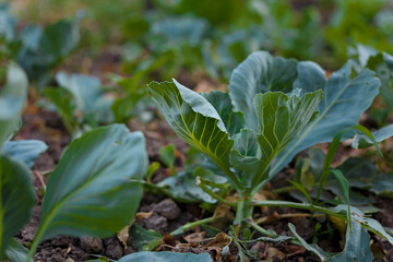 Soft focused close up shot of young cabbage leaves. Agriculture, fresh seasonal farm harvest, healthy organic vegetarian food.