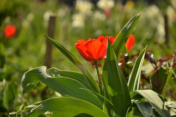 Red tulips on a green background.