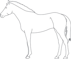 horse silhouette isolated on white