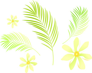 set flowers and leaves of palm.vector illustration