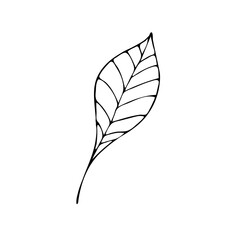 Leaves in the style of doodles. Vector design elements of a black line drawn by hand. Leaves of various plants, flowers and trees. Vector illustration.