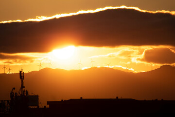 Naklejka premium plant at sunset