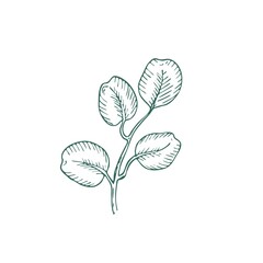 Eucalyptus branch on white background. Hand drawn botanical illustration with green contour lines in vector. Monochrome floral elements fot textile and wallpaper.