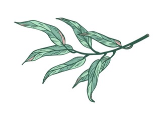 Eucalyptus branch on white background. Hand drawn botanical illustration with green contour lines in vector. Monochrome floral elements fot textile and wallpaper.