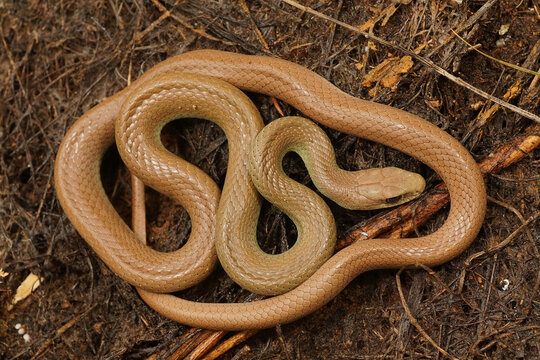 Closeup on an overwintering, pale colored and curled up Western Yellow-bellied Racer, Coluber constrictor mormon