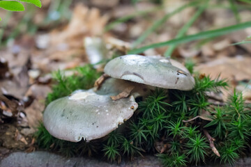 Forest mushrooms