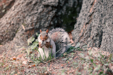 Squirrel in the park
