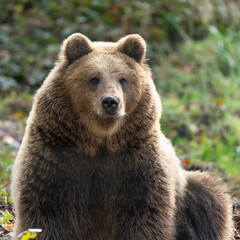 Obraz na płótnie Canvas Brown bear - Ursus arctos - in a forest sitting and eating