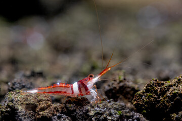Harlequin sulawesi dwarf shrimp look for food in volcanic rock or aquatic stone of fresh water aquarium tank with the decoration as background.