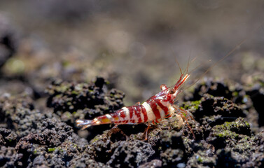 Tigris sulawesi dwarf shrimp look for food in volcanic rock or aquatic stone of fresh water aquarium tank with the decoration as background.