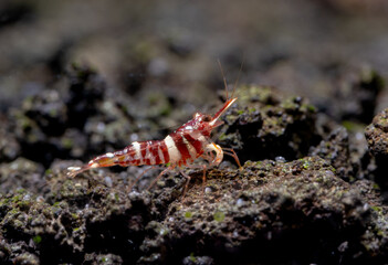 Tigris sulawesi dwarf shrimp look for food in volcanic rock or aquatic stone of fresh water aquarium tank with the decoration as background.