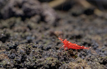 Red orchid sulawesi dwarf shrimp look for food in volcanic rock or aquatic stone of fresh water aquarium tank with the decoration as background.