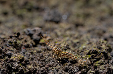 White orchid sulawesi dwarf shrimp look for food in volcanic rock or aquatic stone of fresh water aquarium tank with the decoration as background.