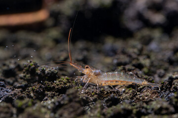 Kung fu sulawesi dwarf shrimp look for food in aquatic or volcanic stone and stay among other shrimp in fresh water aquarium tank.