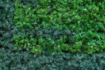 A textured surface made of green pine needles from a part of a Christmas tree and a luminous garland.