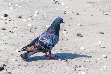 Portrait of a beautiful colorful pigeon bird Botafogo Beach Brazil.