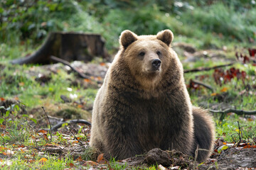 Brown bear - Ursus arctos - in a forest sitting and eating