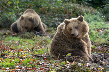 Obraz premium Two Brown bears - Ursus arctos - in a forest sitting and eating
