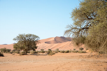 Fototapeta na wymiar Landscape of Namib desert. Sand dunes and trees. Namibia