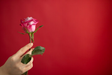 female hand holding a rose on a red background, valentines day and love date