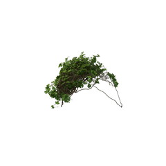 3D illustration of a realistic Ivy plant