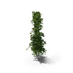 3D illustration of a realistic Ivy plant