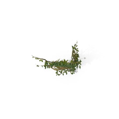 3D illustration of a realistic Ivy plant
