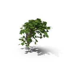 3D illustration of a realistic Ivy plant