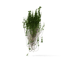 3D illustration of a realistic Ivy plant