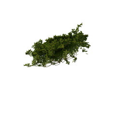 3D illustration of a realistic Ivy plant