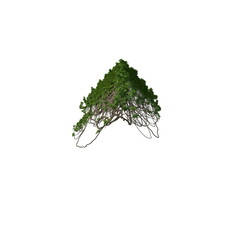 Fototapeta premium 3D illustration of a realistic Ivy plant