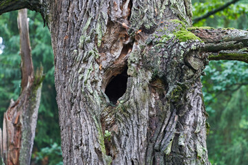 Close up Picture of the old oak trunk, Quercus petraea, in deep forest with holes made by birds who...