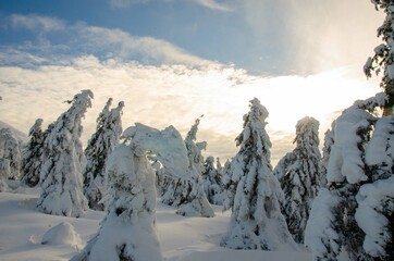 Obraz premium winter landscape with snow