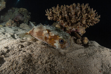 Fish swim in the Red Sea, colorful fish, Eilat Israel
