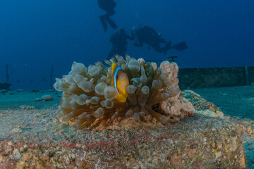 Coral reef and water plants in the Red Sea, Eilat Israel
