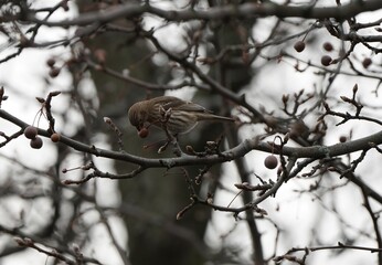 Finch on a branch eating a berry