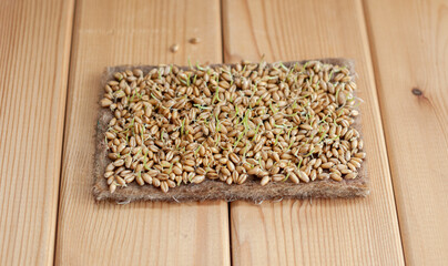 Close-up of micro greens of mustard, wheat and other plants at home. Growing mustard and arugula sprouts in close-up at home. The concept of vegan and healthy food. Sprouted seeds, micro-greens