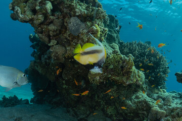 Fish swim in the Red Sea, colorful fish, Eilat Israel
