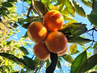 mandarin, tangerine, orange, fruit, food, a tangerine orchard, an orange orchard, an orange plantation