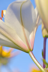 close up of a lily