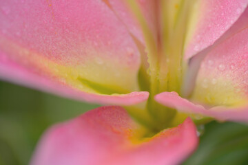 pink tulip close up