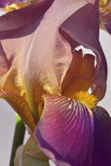 Fototapeta na wymiar iris flower closeup