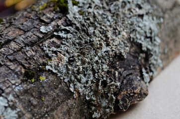 Yellow, grey and green lichens growing on the trunk of a tree in the countryside.