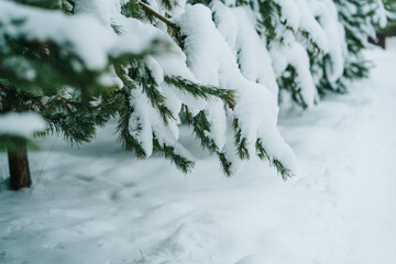 a branch of a Christmas tree in the snow
