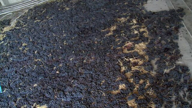 Dried grapes for wine. Winery