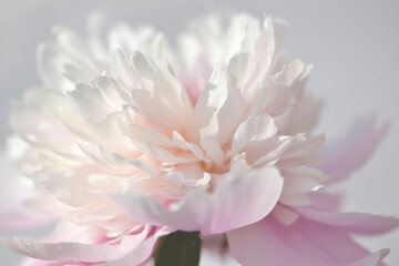 peony flower blossom