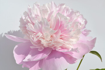 peony flower blossom