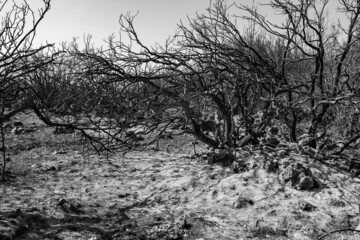 black and white burned tree branches on ground on noon daylight after forest fire in Israel